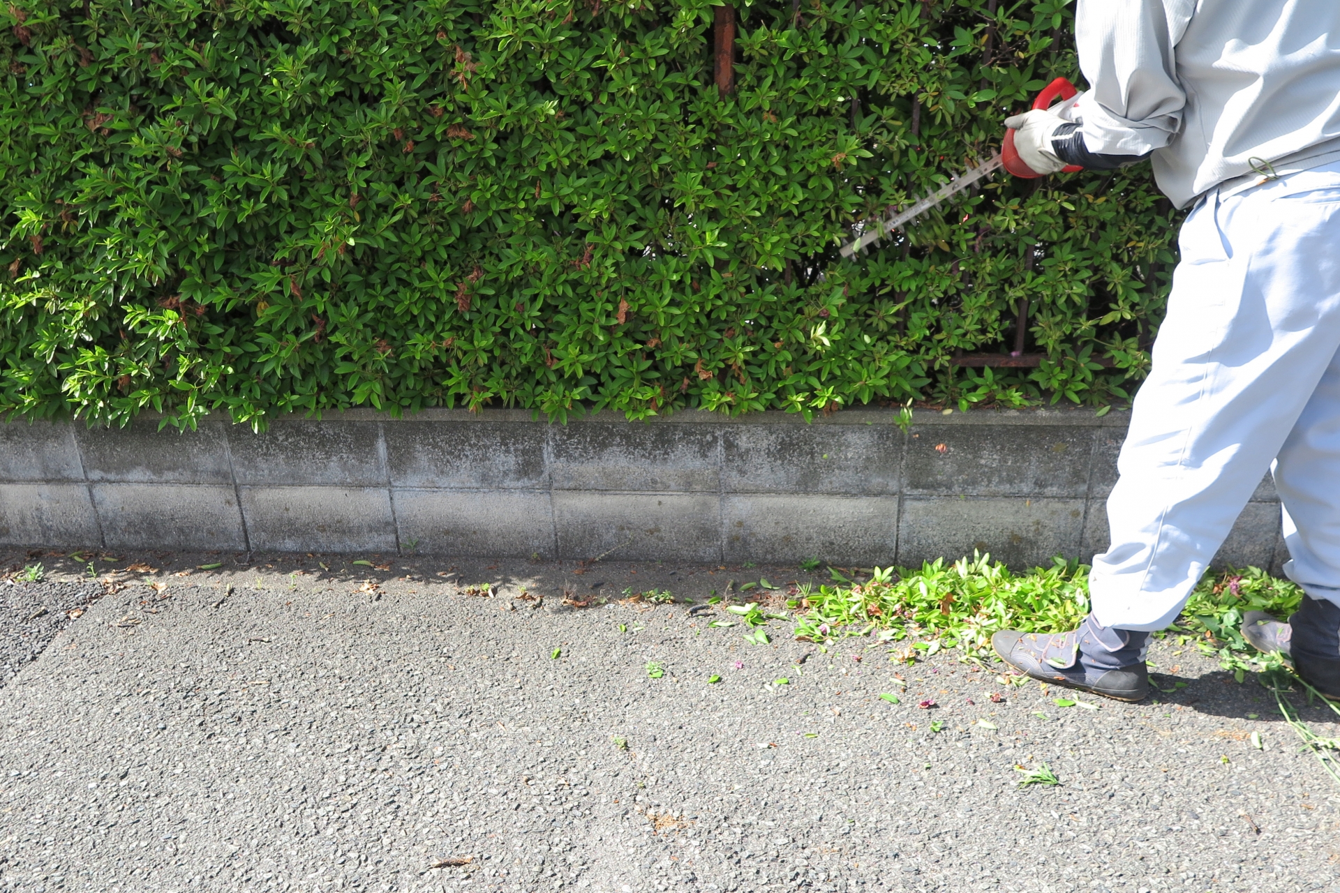 生垣の施工をする作業員