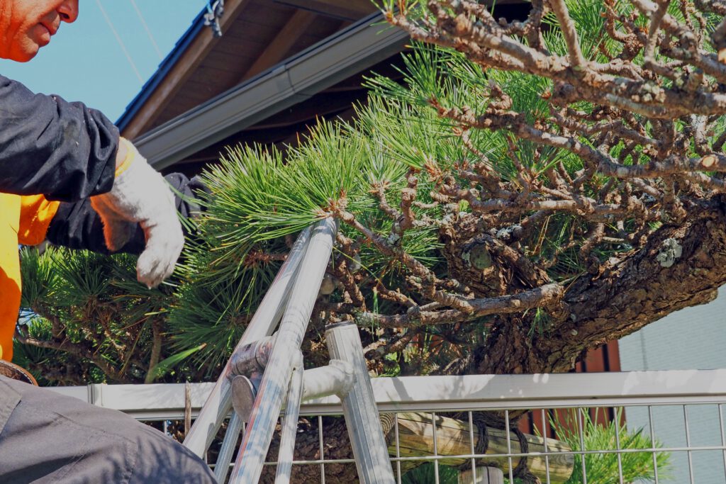 松の木を剪定する作業員