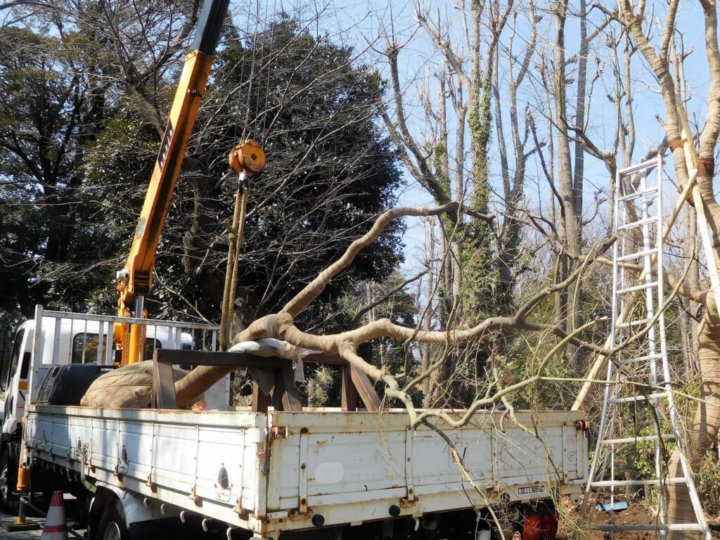 植栽木をクレーン車で荷台から引き上げる