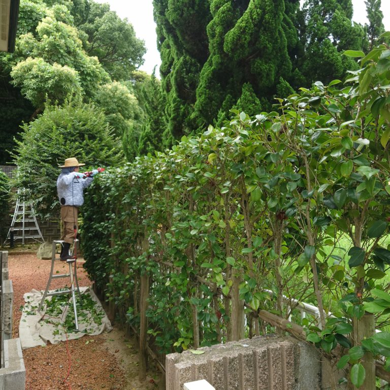 生垣を施工する作業員