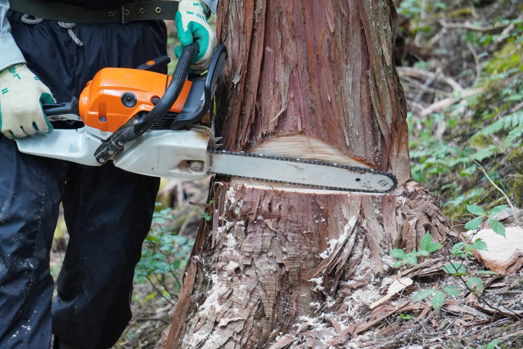 木をチェンソーで伐採する作業員