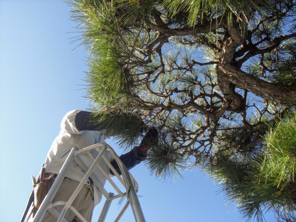 松の木を剪定する作業員