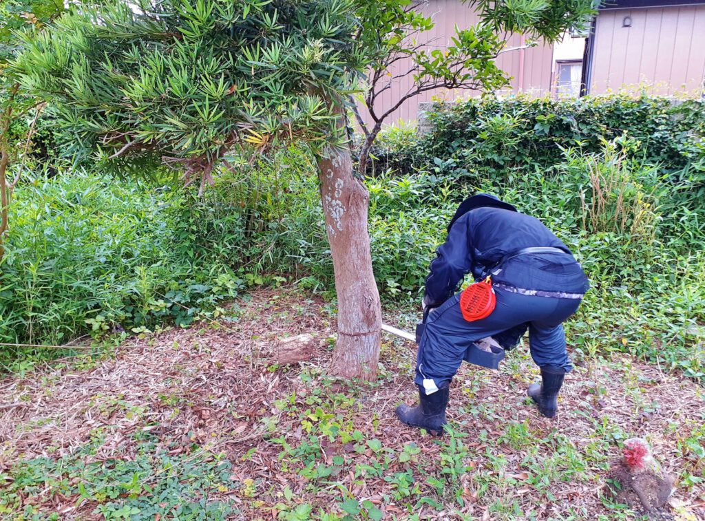 木をチェンソーで伐採する作業員