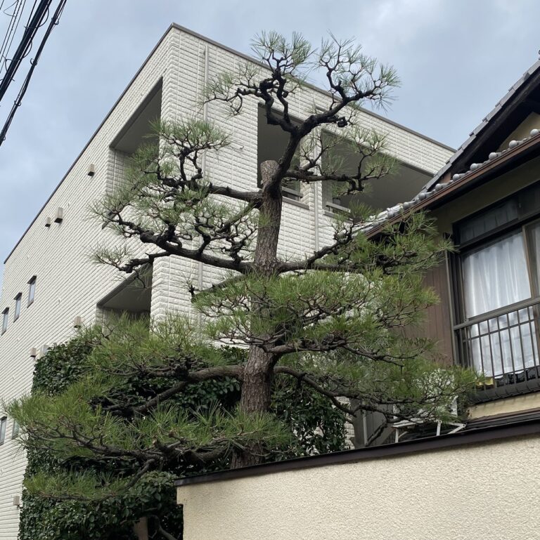 京都府木津川市｜立派な松の木を丁寧に剪定し、美しい樹形へ