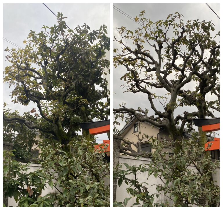 京都府木津川市｜カシの木を強剪定でスッキリ再生剪定