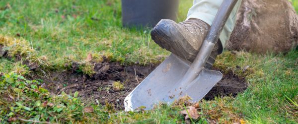 Gärtner gräbt ein Pflanzloch für einen Baum